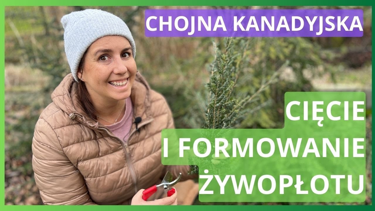 Jak ciąć i formować żywopłot z iglaków na wiosnę. Tniemy choinę kanadyjską