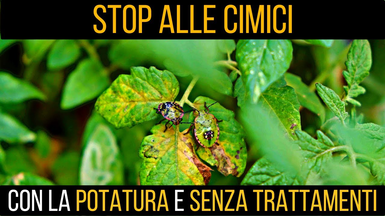 Come ho eliminato le cimici dai pomodori 🍅 senza trattamenti | Food stories