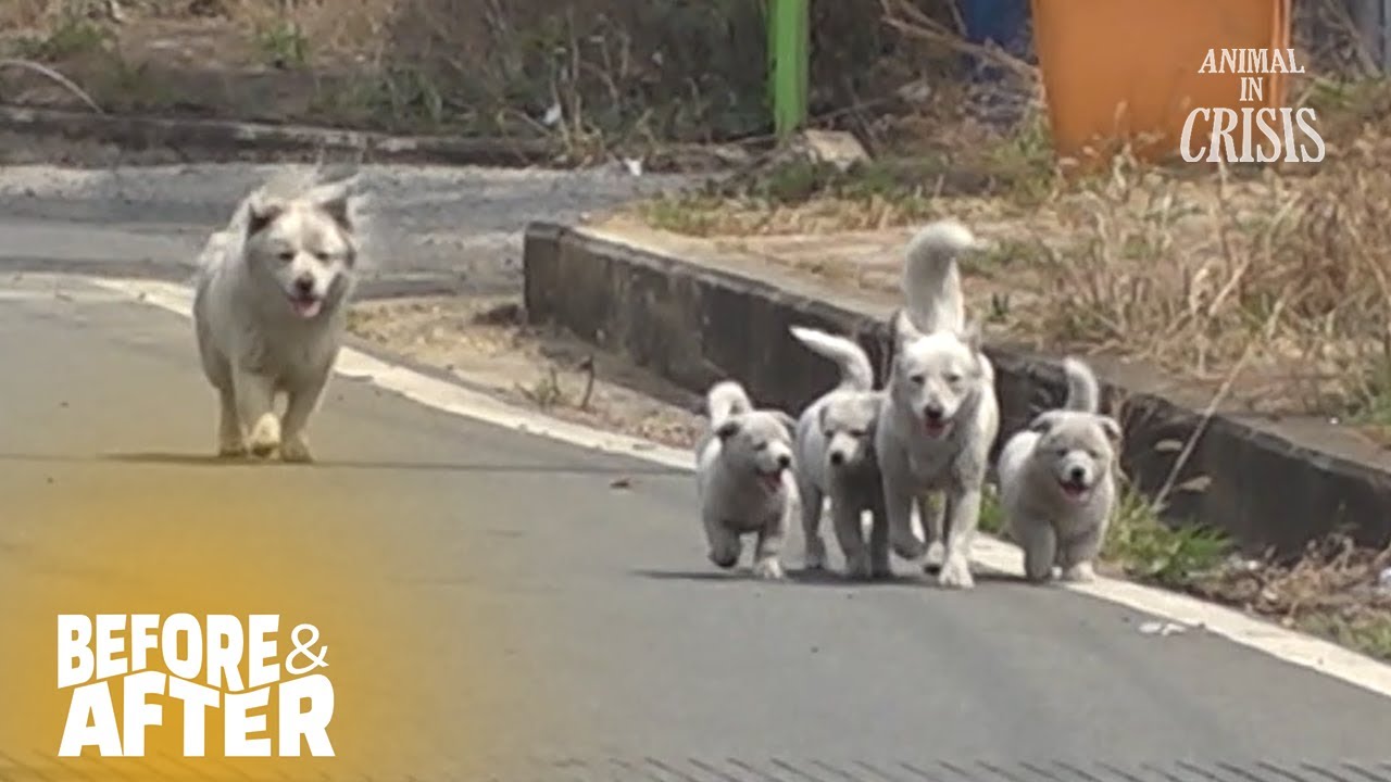 Dog Family Survives On Street Thanks To Warm-hearted Locals l Before &v After Makeover Ep 156