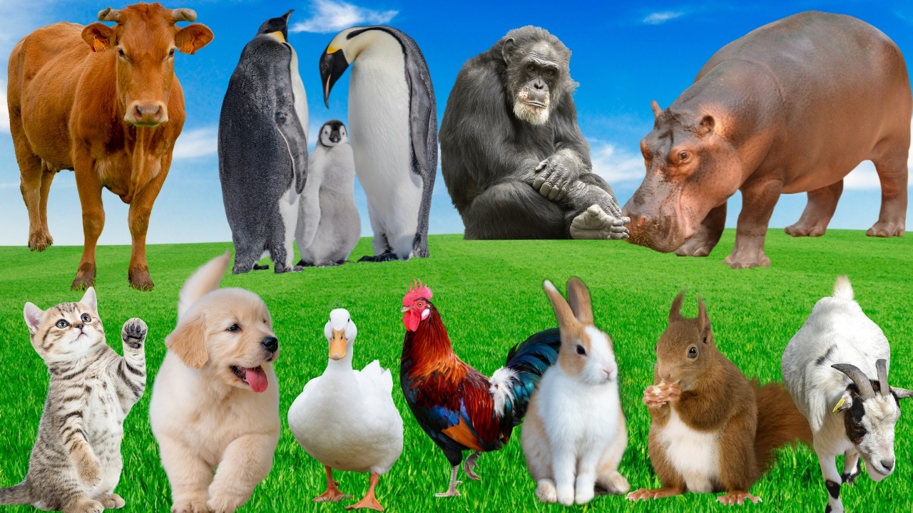 🎵 Đại Hội Âm Nhạc Trên Đồng Quê – Bò, Gà, Vịt, Mèo.. “Bùng Nổ” Sân Khấu Khiến Cả Cánh Đồng Náo Loạn!