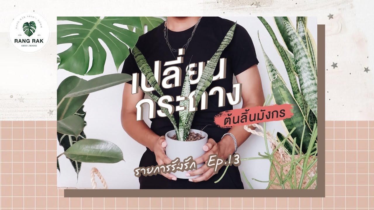 รายการรังรัก EP.13 | #เปลี่ยนกระถางต้นลิ้นมังกร แยกหน่อ, แนะนำส่วนผสมดิน