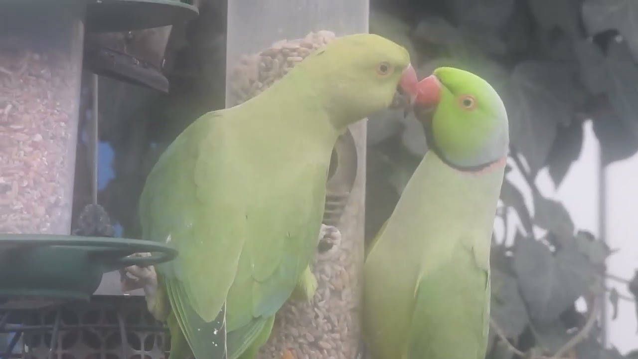 Parakeets Interacting at a Bird Feeder 🦜 | Rose-ringed Parakeet (Psittacula krameri)
