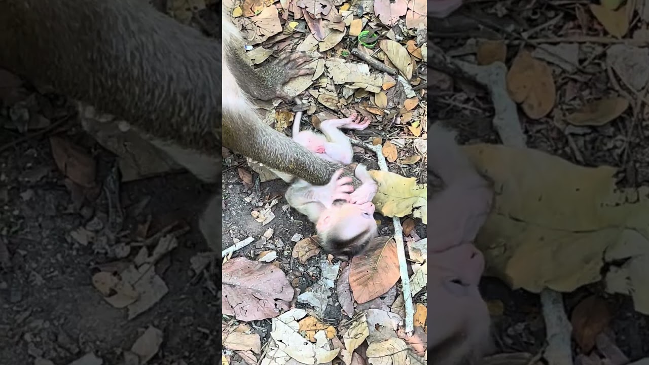 Real Wildlife Footage: Mother Monkey Love Story #cutemonkey #animals #shorts #viral #wildlife