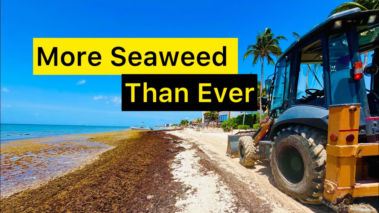 Is There A Swimmable Beach In Playa Del Carmen Right Now?