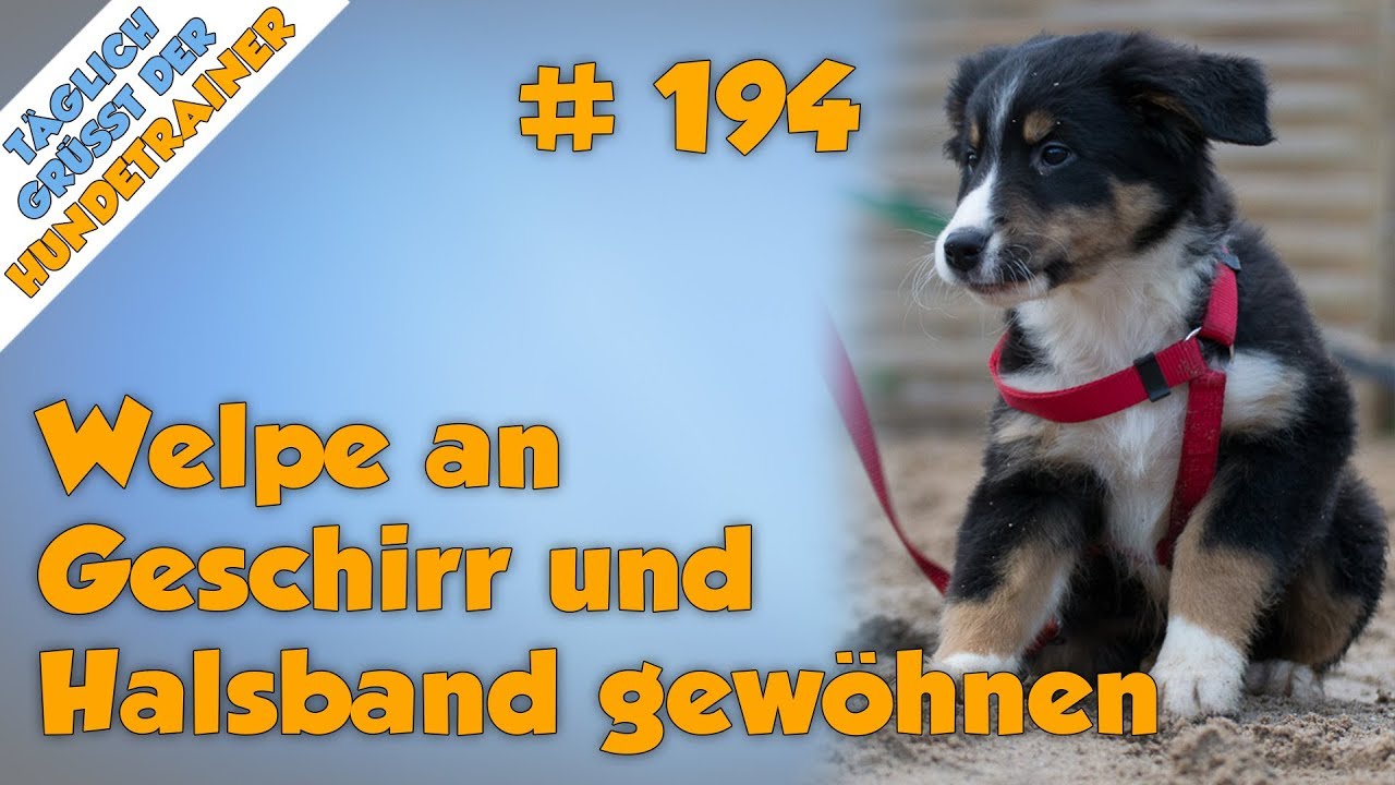 Wie gewöhnt ihr euren Welpen am Besten ans Geschirr und Halsband (Ein Paar Super Tipps!💯)- TGH 194