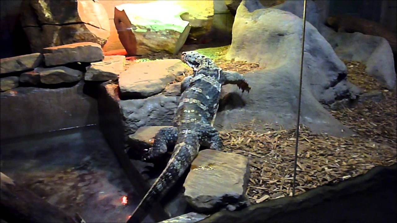 Asian Water Monitor / Le varan malais