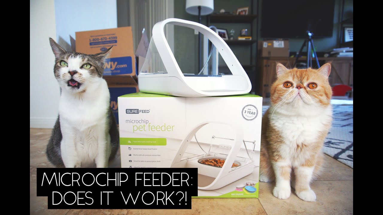 TESTING THE SUREFEED MICROCHIP PET FEEDER | SVEN & ROBBIE