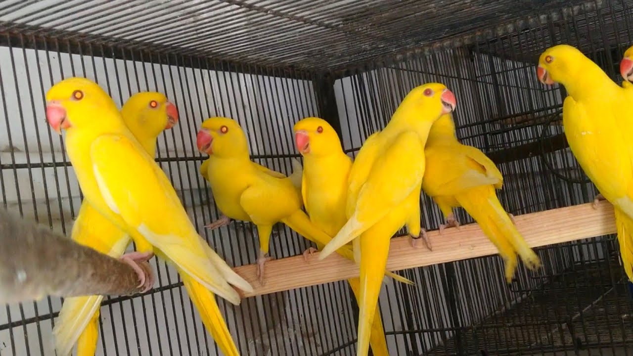 Yellow Ringneck Parrots information  ,Feed, Breedings  ,and how to purchase yellow Ringneck