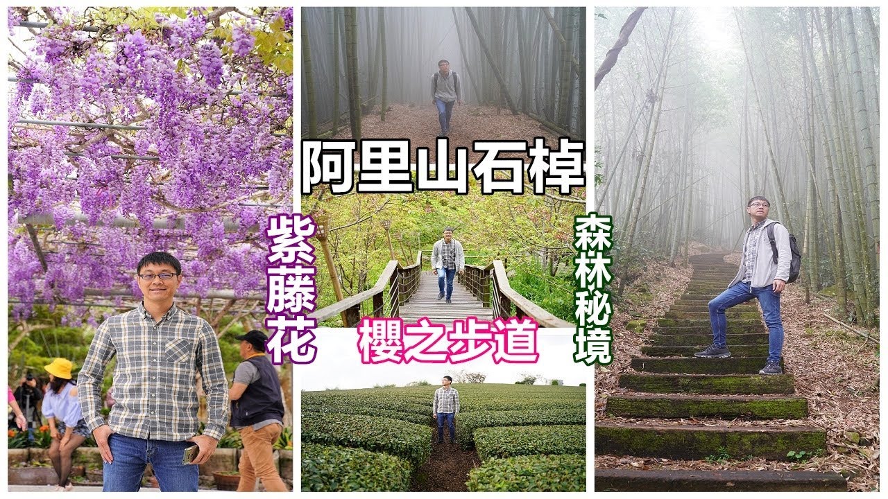 [嘉義一日遊景點攻略] 阿里山石棹大自然秘境，櫻花、紫藤花、竹林及杉木林，森林中聆聽清脆的鳥叫聲身心放鬆好地方