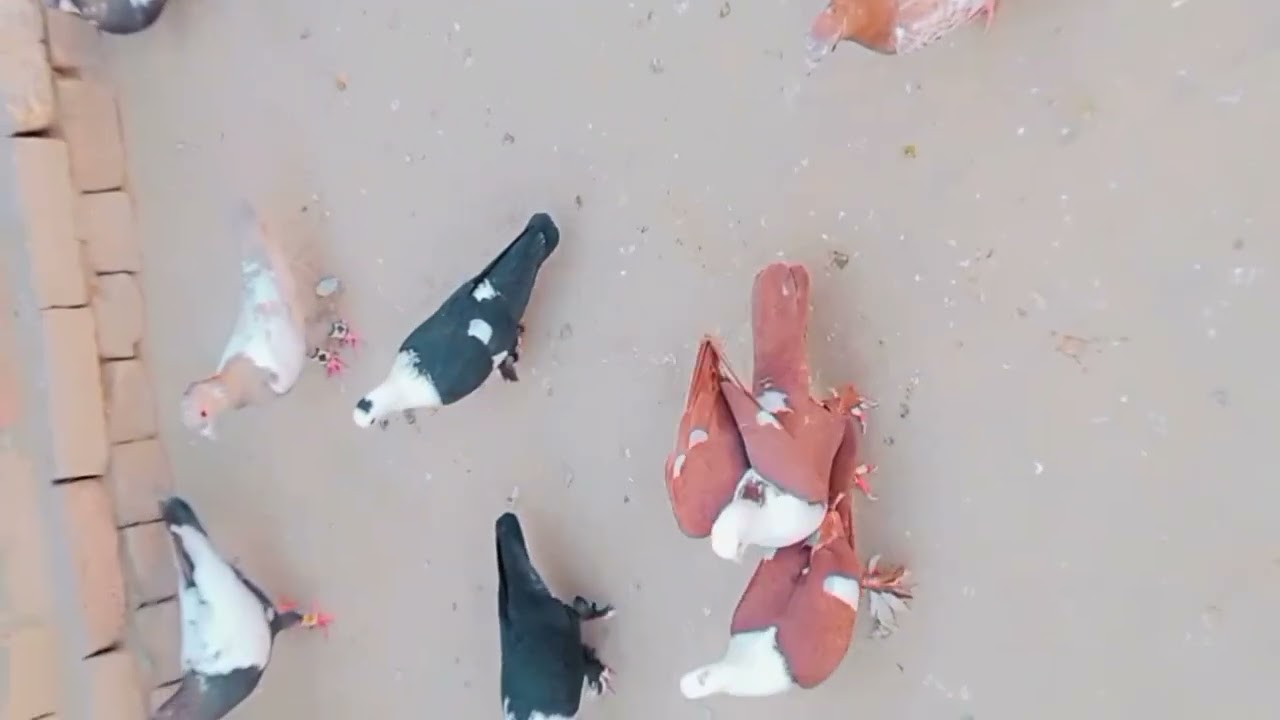 Navabi Shauk kabutar bazi #pigeons 
