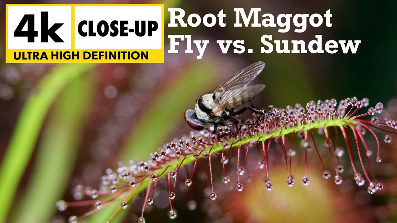 Cape Sundew Eats Root Maggot Fly // Close Up