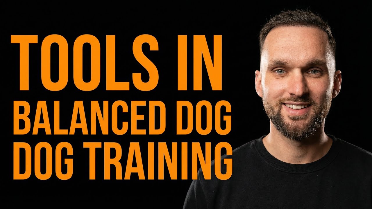 Tools of the Balanced Dog Training Trade