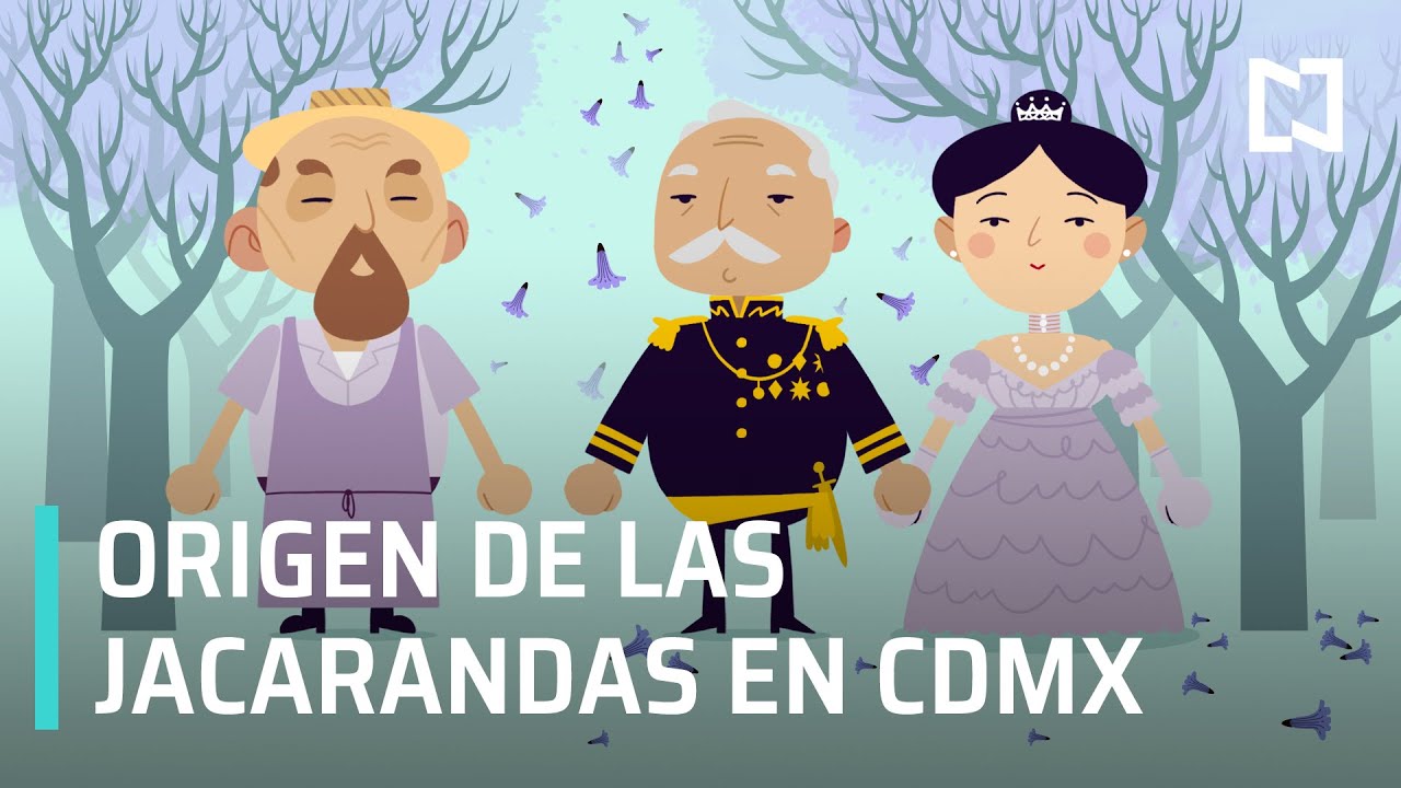 Así llegaron las Jacarandas a CDMX | Origen y curiosidades