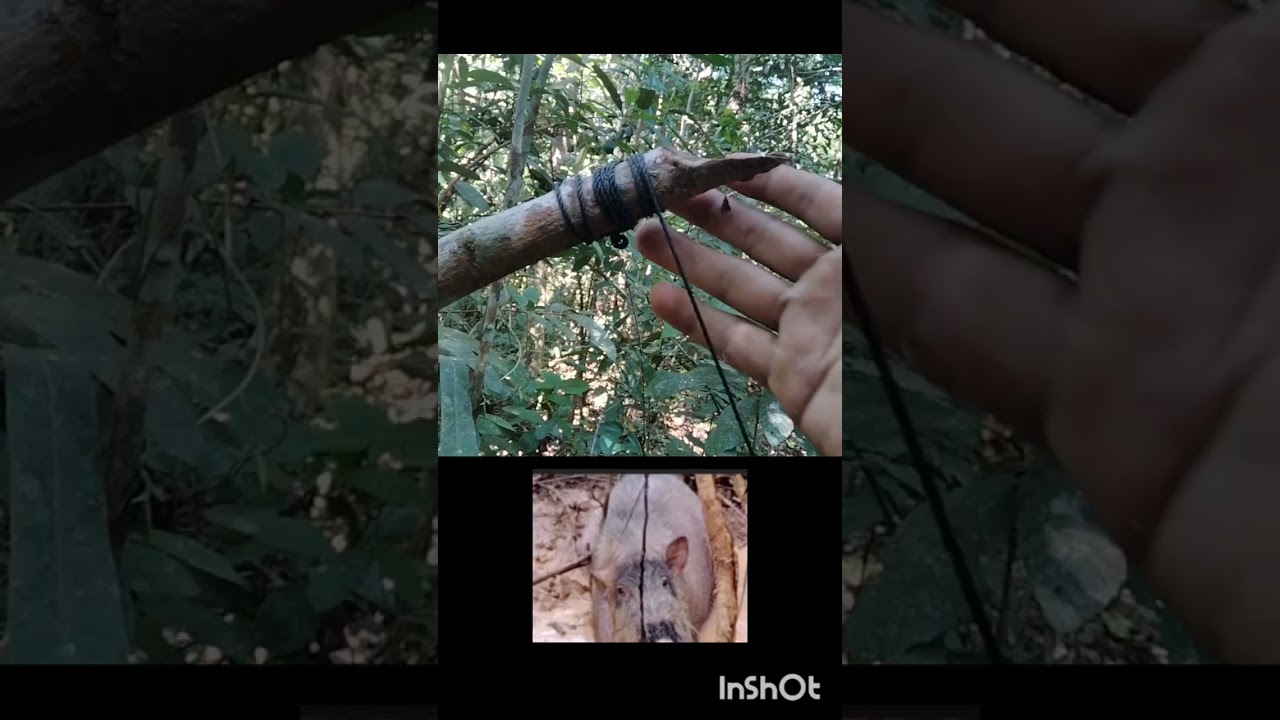 Trik pemasangan jerat di lokasi hutan rimba di tempat terbuka