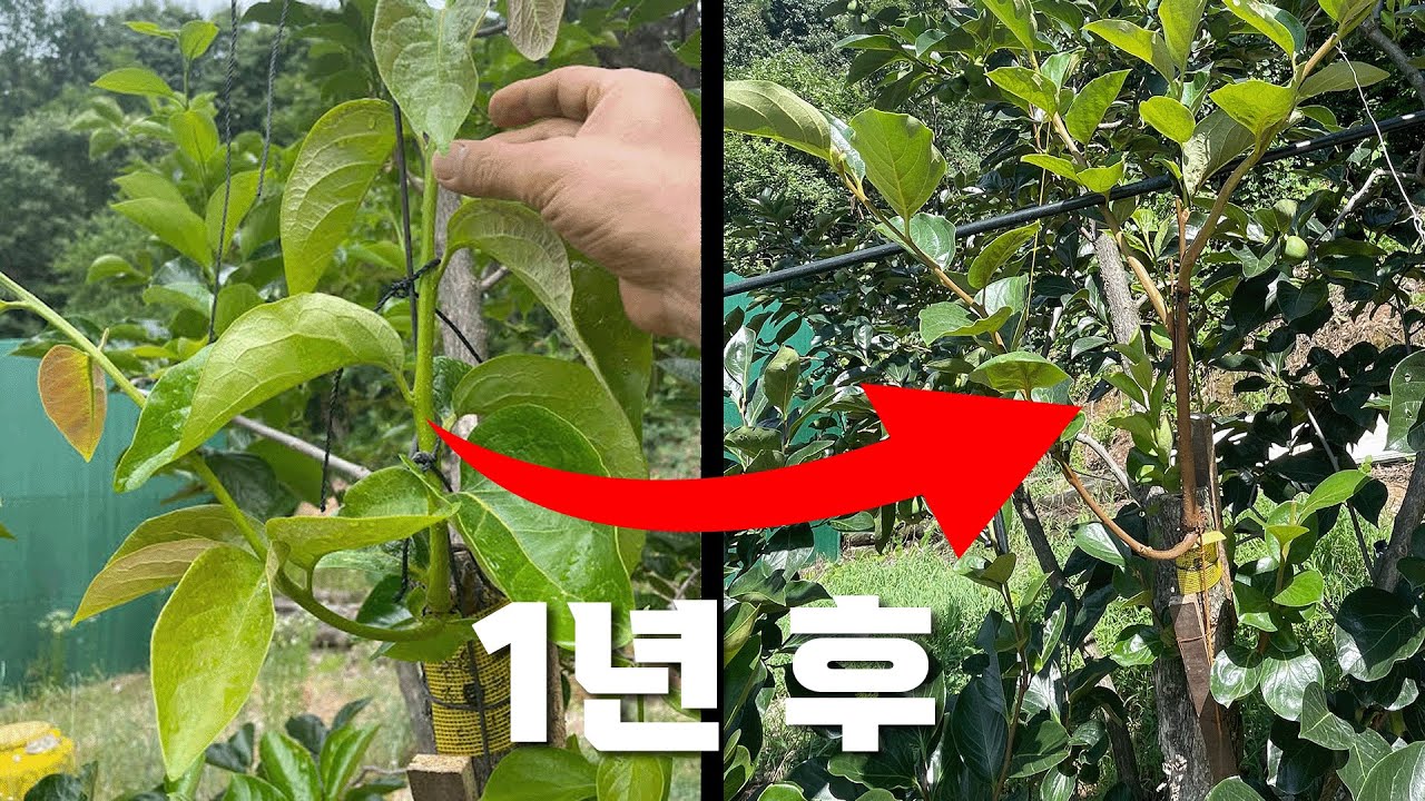 드릴접 1년 후 놀라운 성장속도를 확인하세요 ㅣ정부우세의 중요성 ㅣ 가지 굵게 만들기