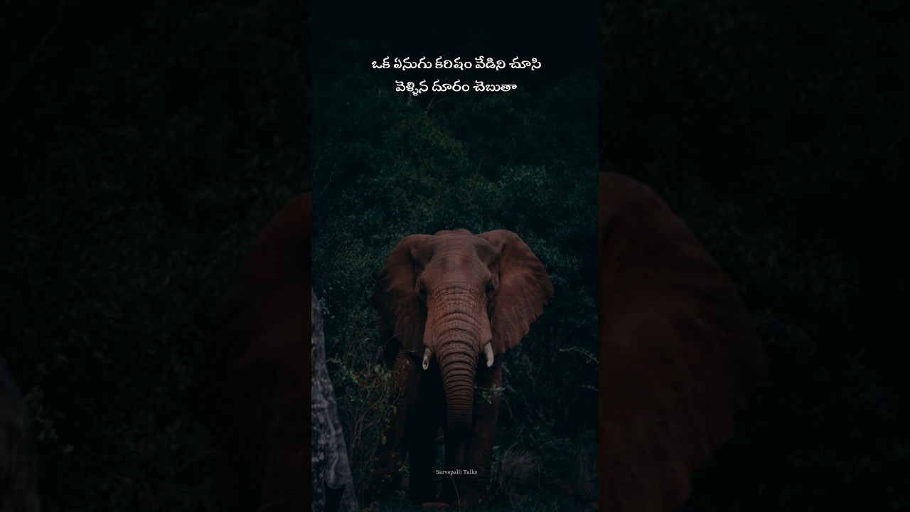 Oka yenugu karisham vedini chusi || Mannimpuu song from 