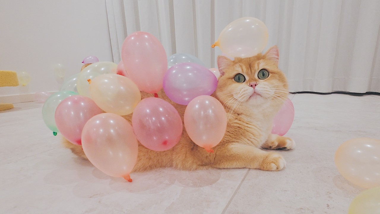 🤣Deaf Cat? vs. Popping Balloon