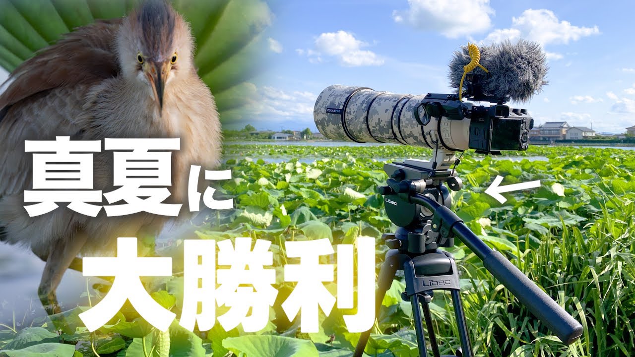 化け物級の雲台と三脚で夏の水辺に挑んだら最高の写真撮れた【Libec】《α6700野鳥撮影》