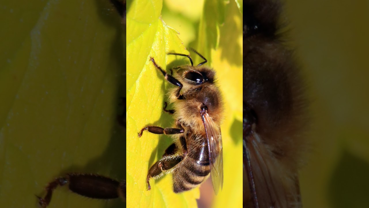 &sup1;Unlocking the Bee 🐝