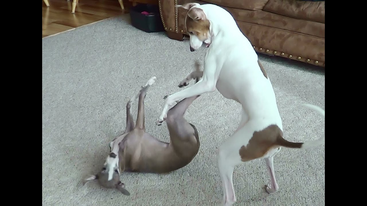 How Italian Greyhounds Play with each other _ romper ninjas