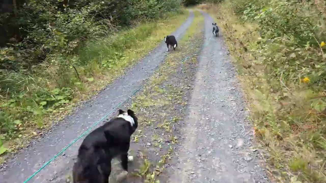 Gassi auf dem Energieweg Söhre am 03. September 2025