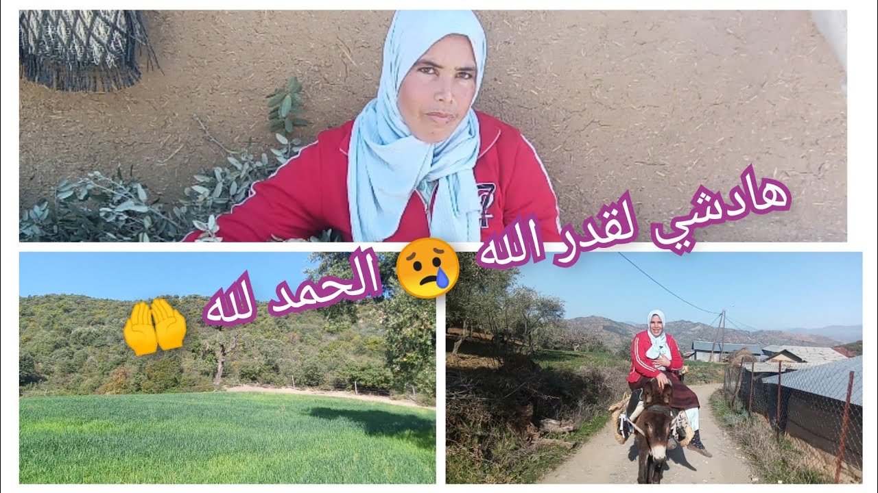 الحمار عاوني كيف العادة في الأشغال الشاقة 🐴🐴🥵🥵روتيني في البادية 🥵