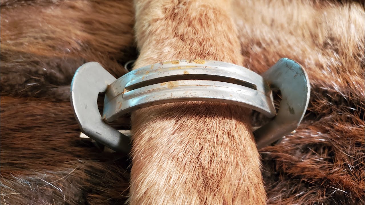 Trap Review ! Most Underrated, Best Trap For The Money ! #Coyote # Bridger #Duke #Coil Spring Traps