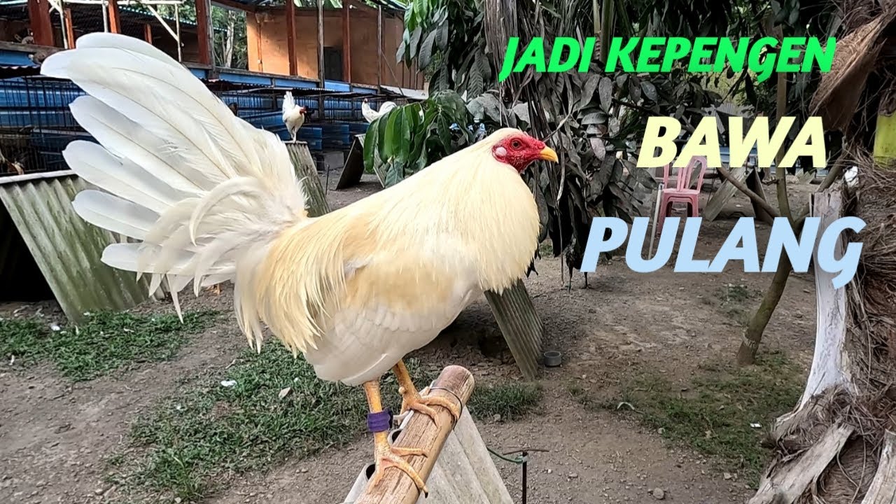 PETERNAKAN AYAM MILIK PAKMAN KUTA {Biing Cemara Line}