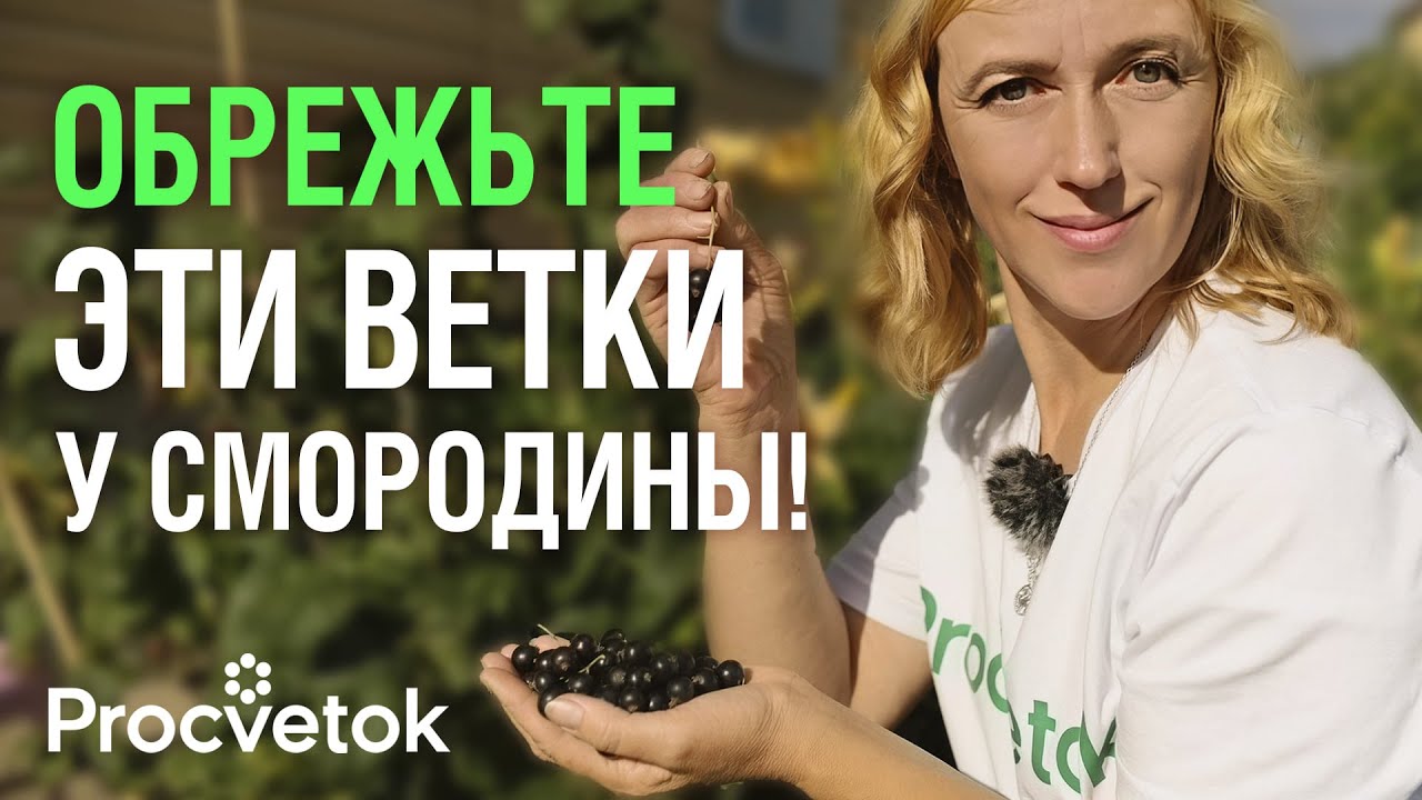 Почему у опытных садоводов ягоды смородины крупнее вишни? Секрет в правильной обрезке!