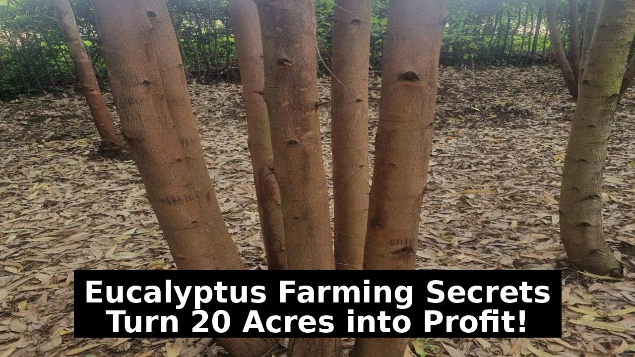 EUCALYPTUS TREE FARMING: THE SECRET TO MAKING HUGE PROFITS
