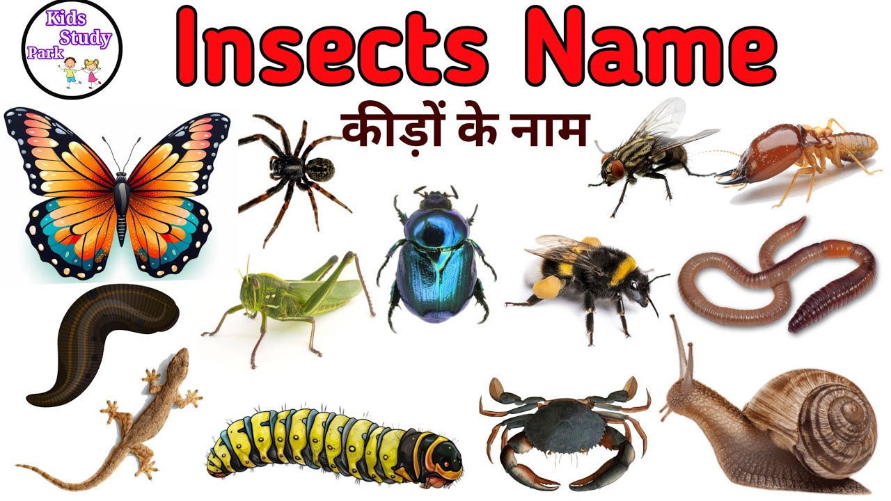 Insects Name in Hindi and English with Pictures | कीड़े मकोड़ों के नाम हिंदी और अंग्रेजी में #insect