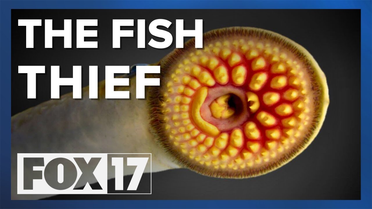 Sea lamprey collapsed the Great Lakes commercial fishery. A 'silver bullet' chemical bought it back
