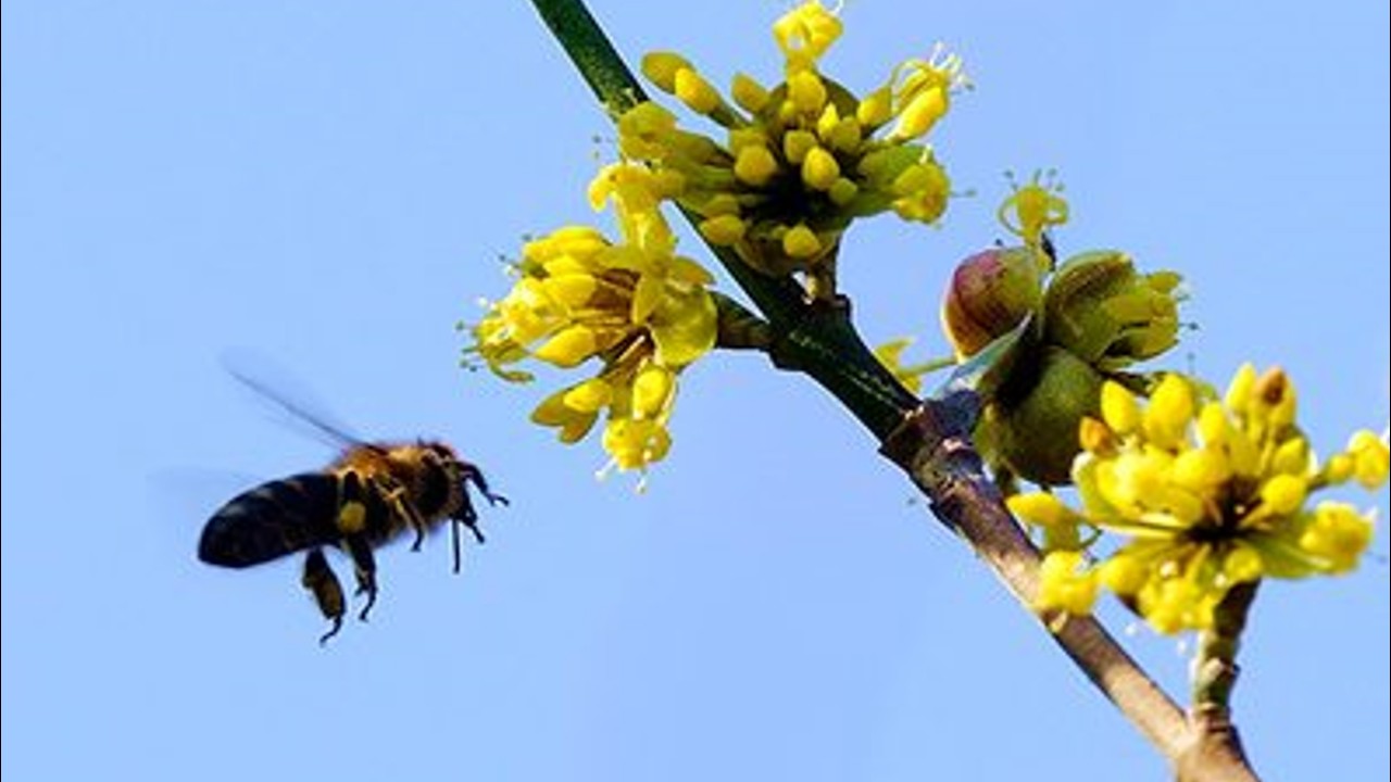 Biene Maja und ihre Freunde im Frühlingsrausch 🌻🐝🌞 || Germany || Cuộc sống ở Đức