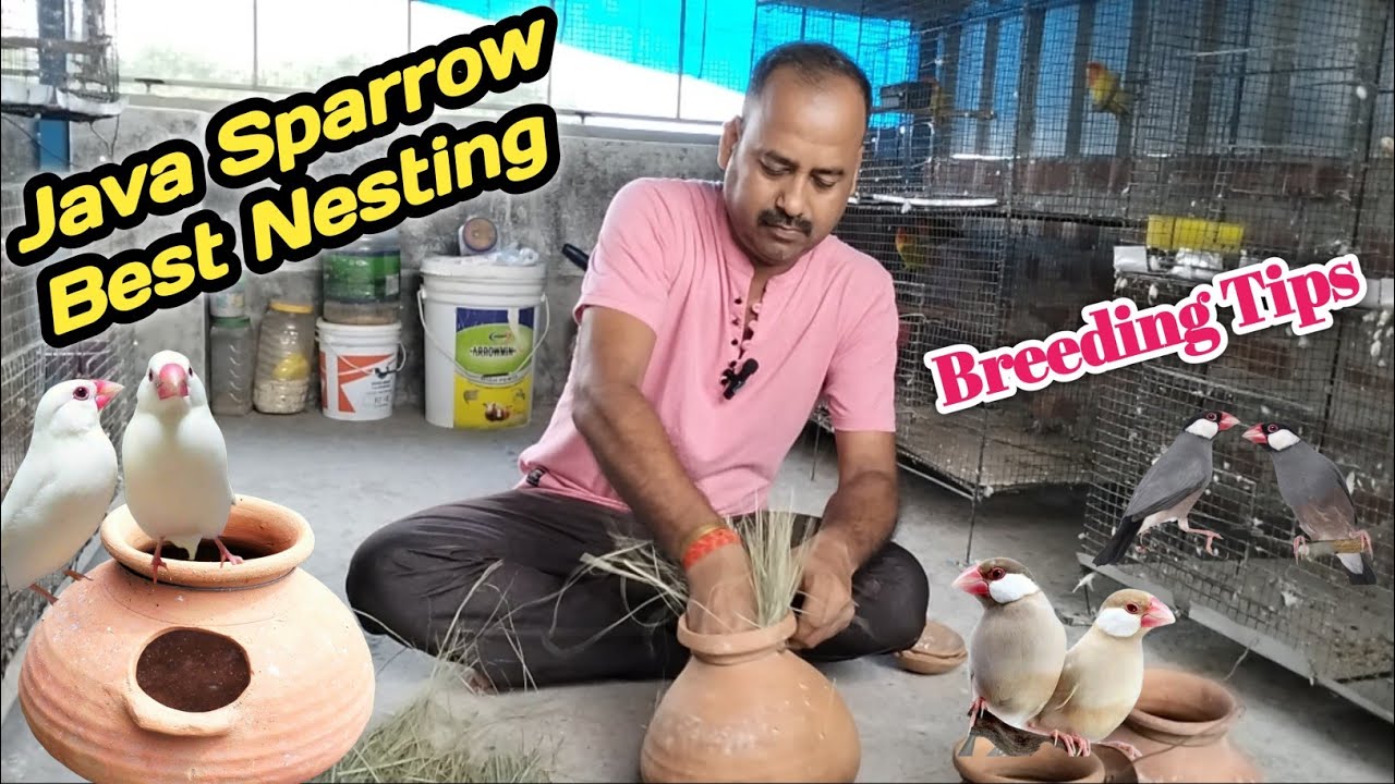 How To Make Java Sparrow Nesting/Java Sparrow Breeding Tips/@tanay birds