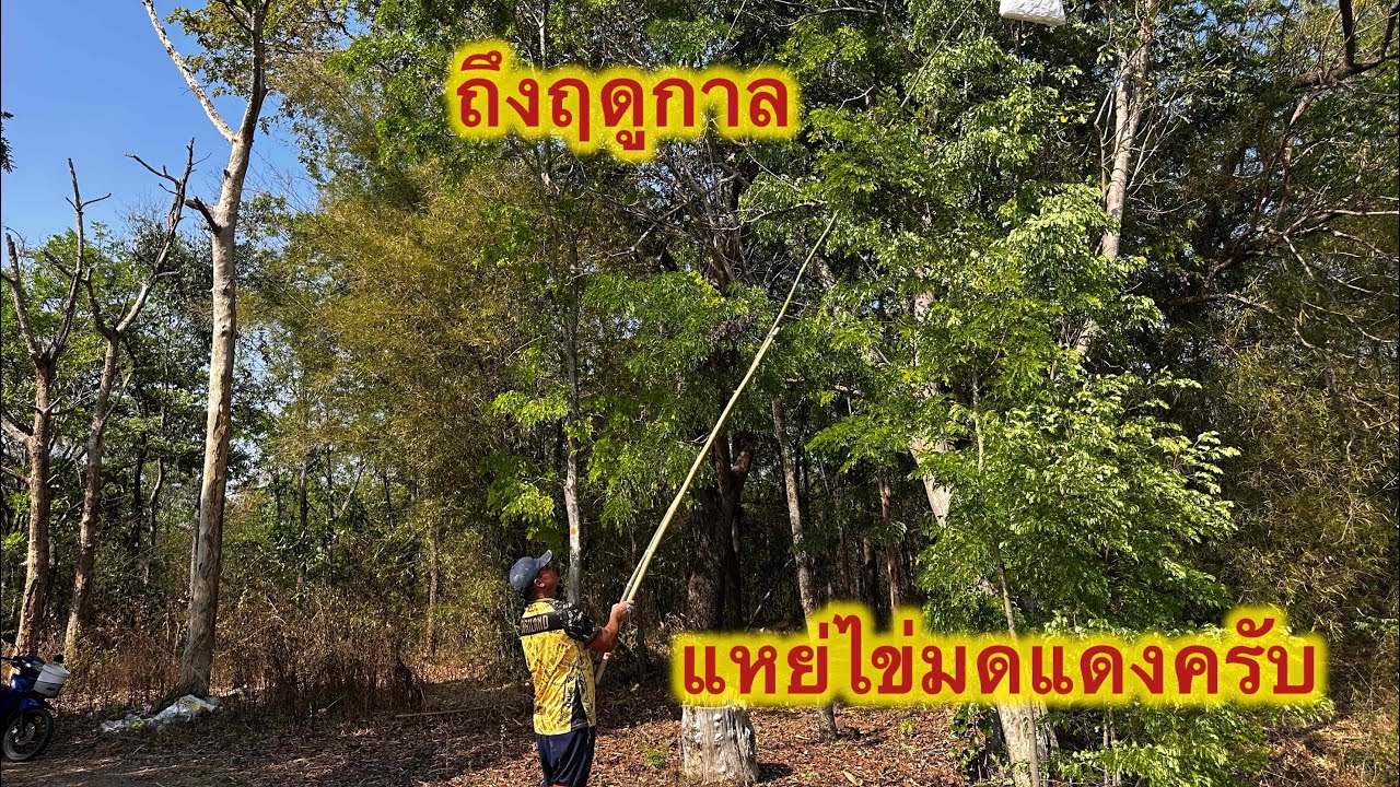 ถึงฤดูกาลแหย่ไข่มดแดงครับ #automobile  #food  #fish  #ตกปลา  #แหย่ไข่มดแดง #fishinglife 