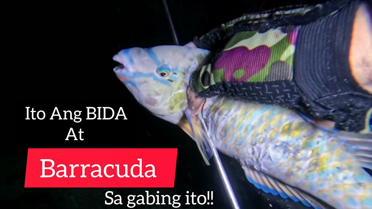 GOODSIZE BARRACUDA (night spearfishing) midnight fishing ph