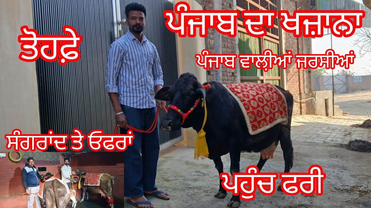 ਫੋਨ 6284104047 ਸੰਗਰਾਂਦ ਤੇ ਓਫਰਾਂ ਲਾ ਦਿੱਤੀਆਂ ਵੀਰ ਨੇ ਪੰਜਾਬ ਵਾਲੀਆਂ ਵੱਡੀਆਂ ਜਰਸੀਆਂ ਮੁੱਲ ਛੋਟੇ ਪਹੁੰਚ ਫਰੀ 