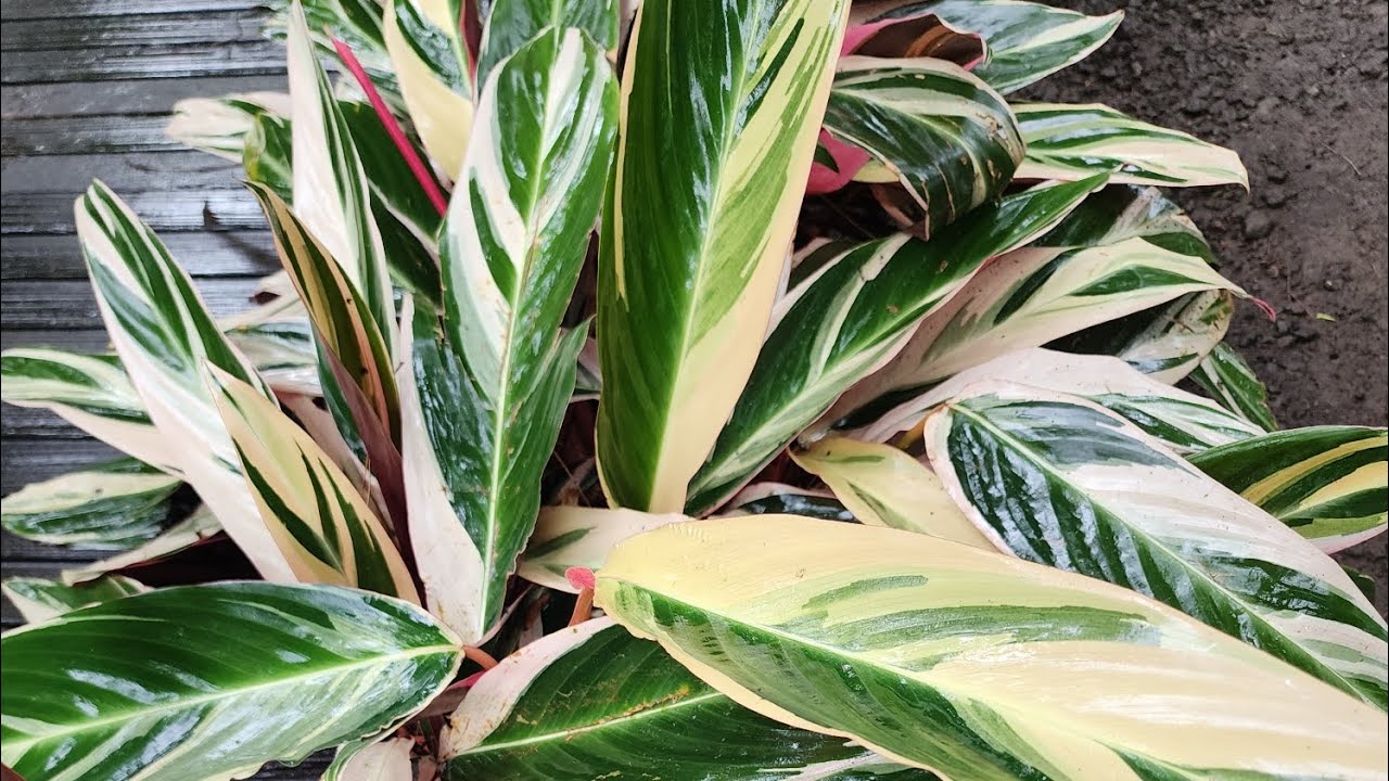 Calathea Multicolor / Maranta Bali, Tanaman dengan Daun Cantik dan Menarik