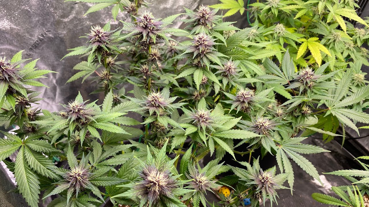 D29F Down to 5 Plants. Barney&rsquo;s Farm and Emerald Triangle
