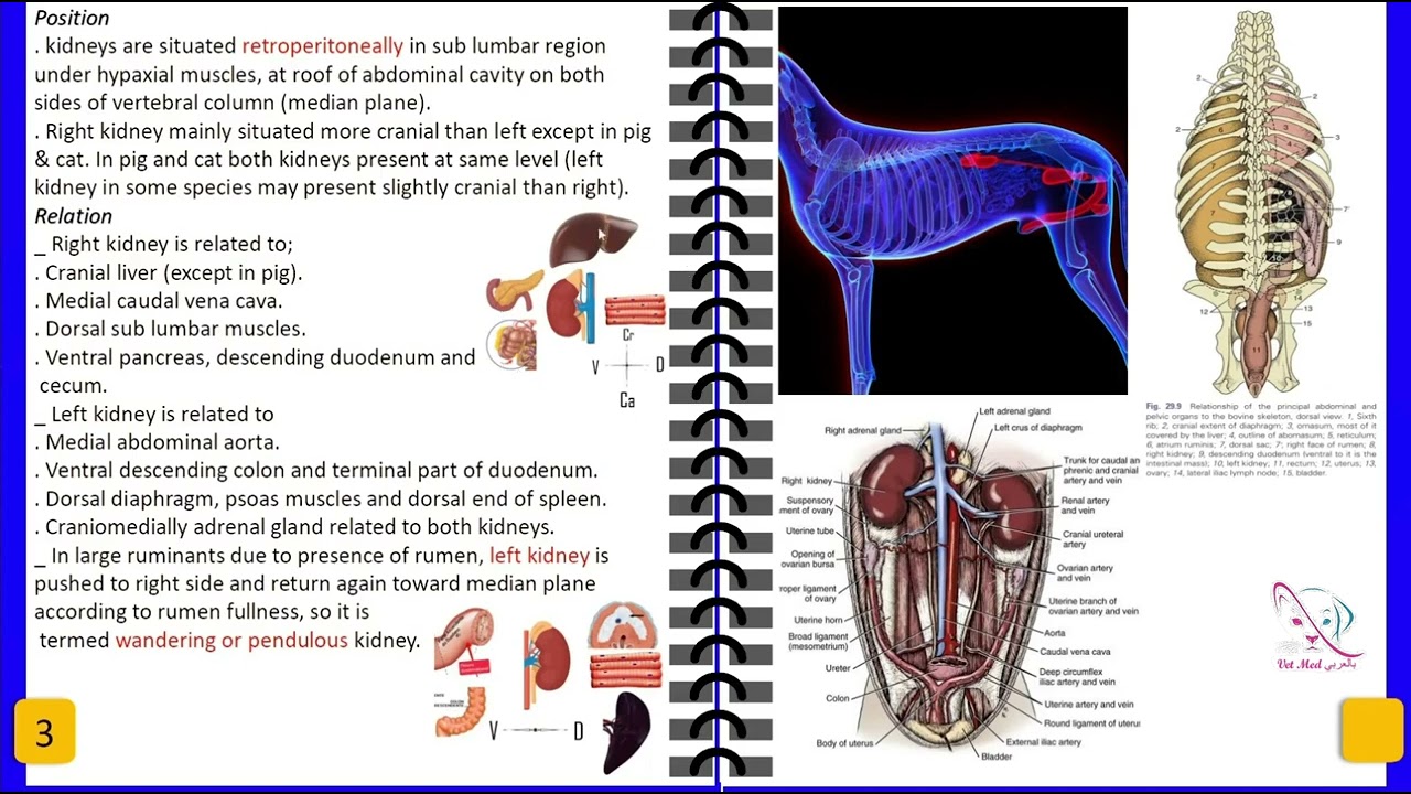 01. Urinary System veterinary anatomy (kidney) (part 1 / 2)