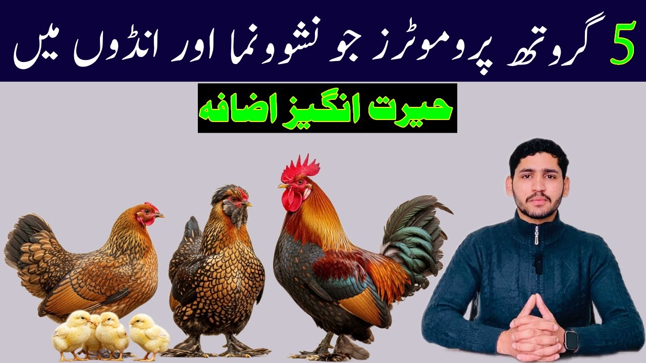 World's Best Natural Secrets Recipe To Health & Eggs booster Production | Birds Growth Promoter