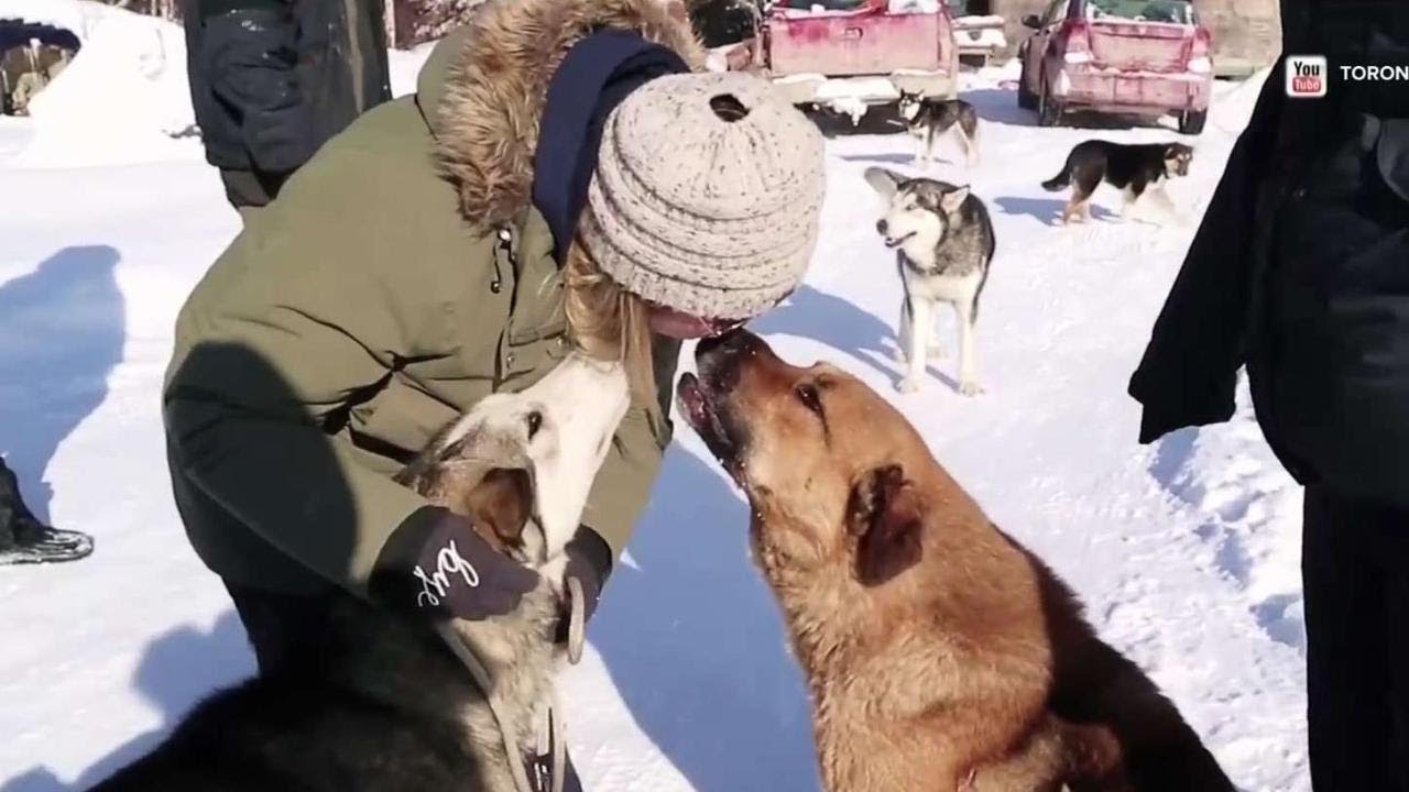 Toronto Humane Society rescues animals from the north