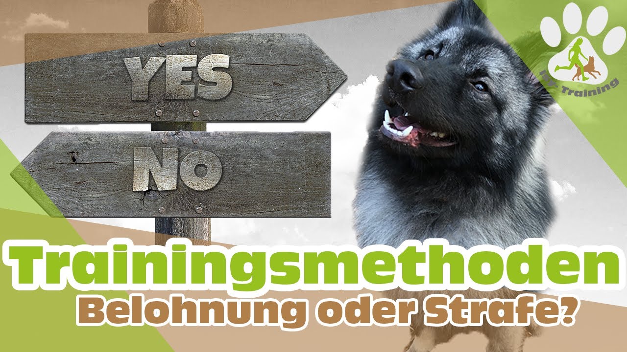 Belohnung oder Bestrafung - Wie lernt der Hund?