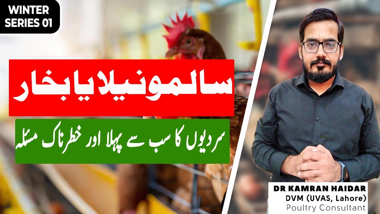 Treatment of Fever/Pullorum/Fowl Typhoid/Salmonella Disease in Chickens & Birds During Winters