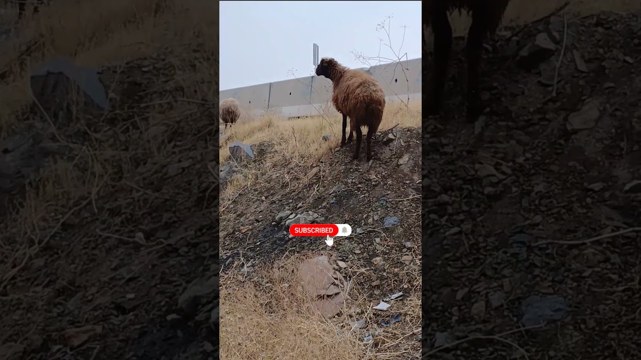 Why Is He Running Like This? 🐑😄