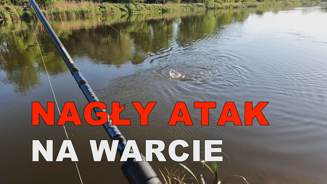 Majowy spinning na Warcie! - Rzeka Warta - Atak trzech ryb!!