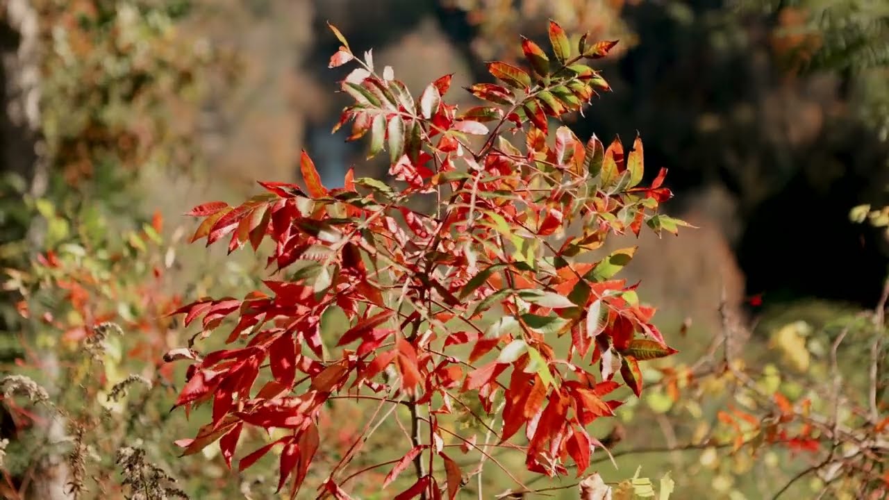 Great Smoky Mountains National Park Fall 2024
