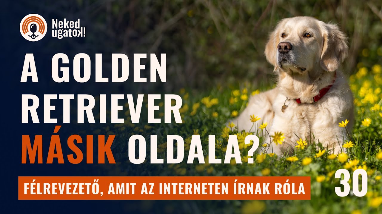 Keményebb, mint gondolod. | Golden Retriever fajtabemutató | #30