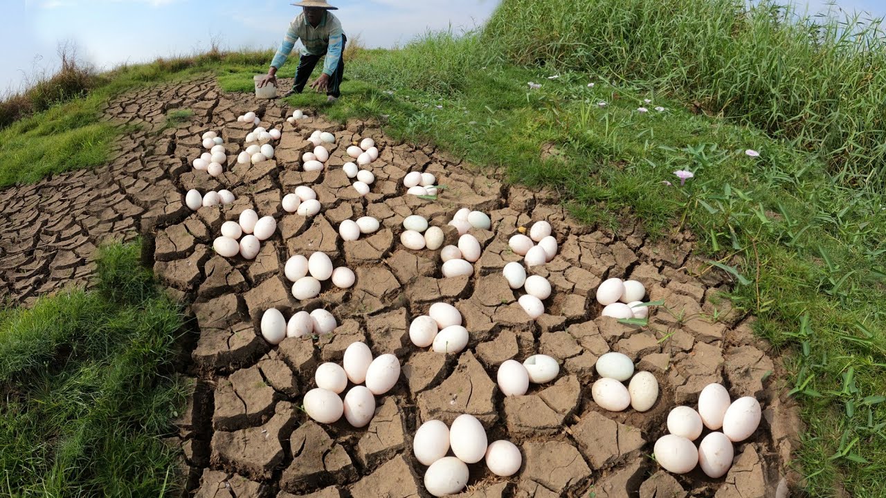 WOW WOW  ! Picking lots of duck eggs in the meadows near the village