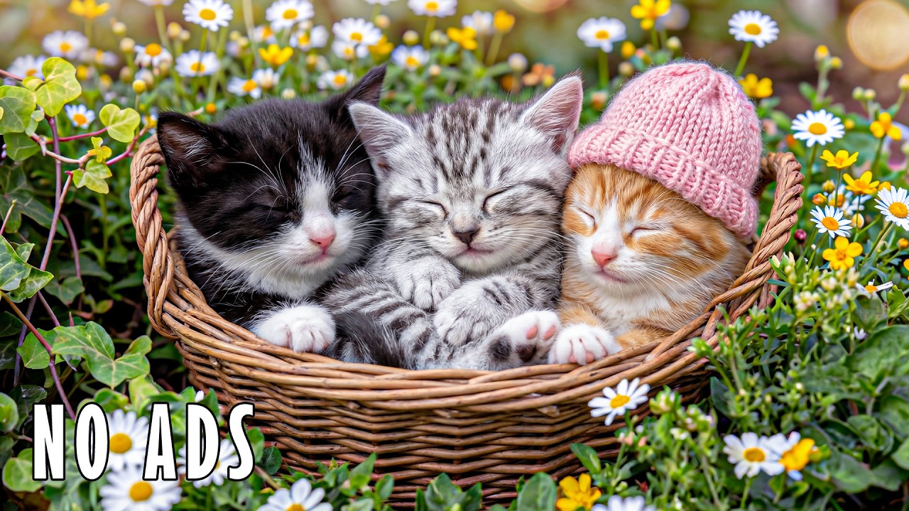 12 Hours Of Soothing Music for Cats 😻 Calm Night Soundscape No Ads for Deep Rest 🐾 Cat TV